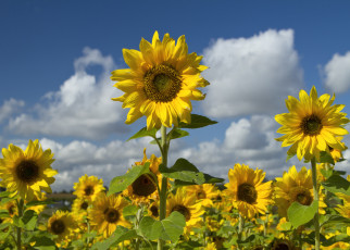 Картинка цветы подсолнухи солнышки небо