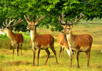 Картинка животные олени трава поляна лес