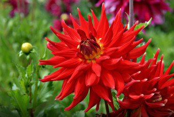 Картинка цветы георгины красный