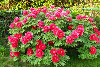 Картинка цветы пионы куст