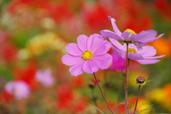 Картинка цветы космея космос макро