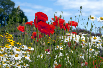 Картинка цветы луговые полевые маки ромашки