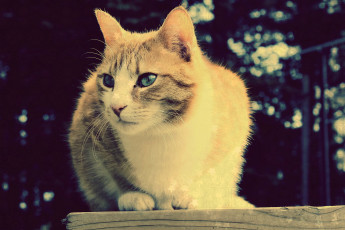 Картинка животные коты ушки носик