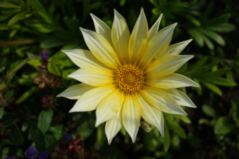 Картинка цветы газания цветок зеленый фон