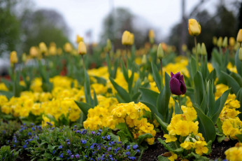Картинка цветы разные вместе тюльпаны примулы незабудки