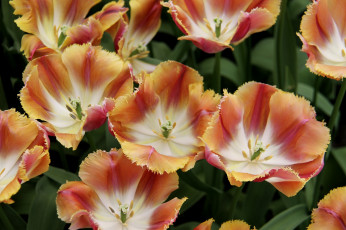 Картинка цветы тюльпаны оранжевый