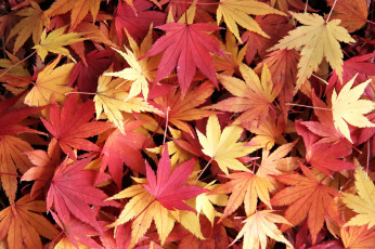 Картинка природа листья ковер клен