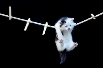 Картинка животные коты прищепки верёвка котёнок