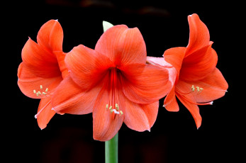 Картинка цветы амариллисы гиппеаструмы красный