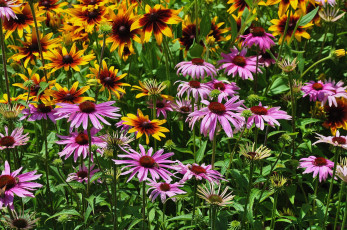 Картинка цветы эхинацея клумба