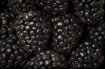 Картинка еда ежевика