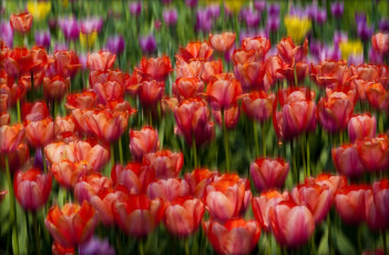 Картинка цветы тюльпаны боке бутоны