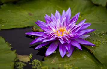 Картинка цветы лилии водяные нимфеи кувшинки лиловый