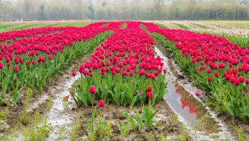 Картинка цветы тюльпаны король цветов красота грядки