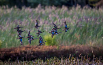 Картинка животные утки стая полет