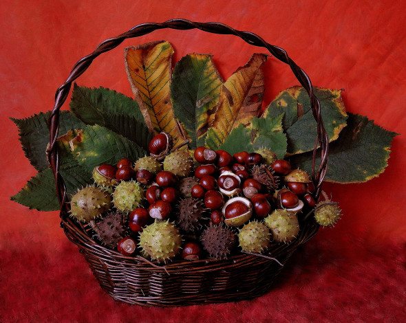Обои картинки фото еда, орехи, каштаны, корзина