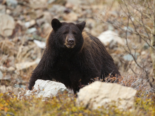 Обои картинки фото животные, медведи, камни, топтыгин