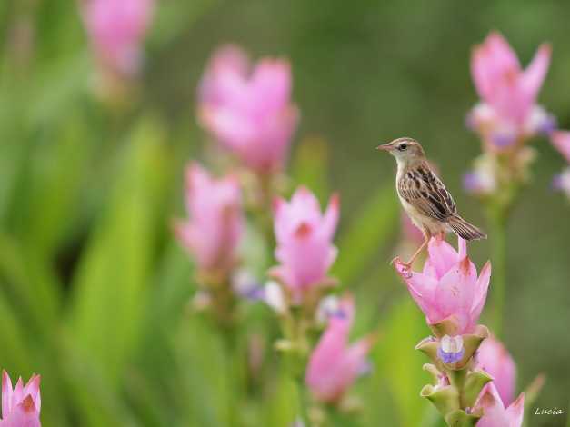 Обои картинки фото животные, воробьи, птичка, цветы