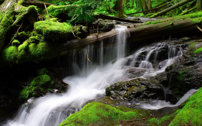 Обои картинки фото природа, водопады, мох, камни, бревна