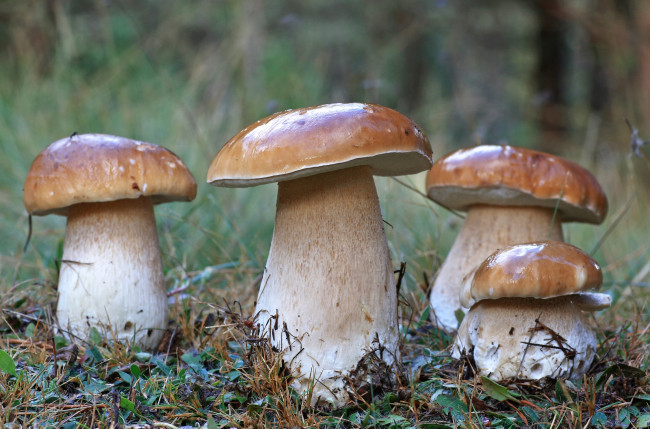 Обои картинки фото природа, грибы, боровики, семейка, квартет