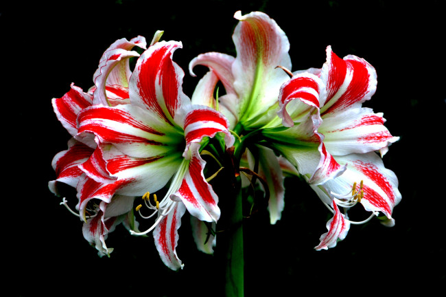 Обои картинки фото цветы, амариллисы, гиппеаструмы, пестрый