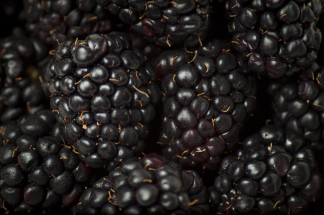 Обои картинки фото еда, ежевика