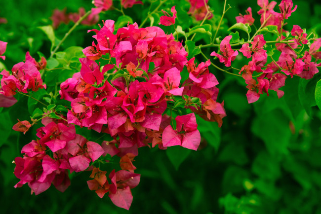 Обои картинки фото цветы, бугенвиллея, экзотика