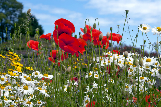 Обои картинки фото цветы, луговые, полевые, маки, ромашки