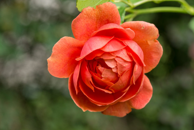 Обои картинки фото цветы, розы, макро