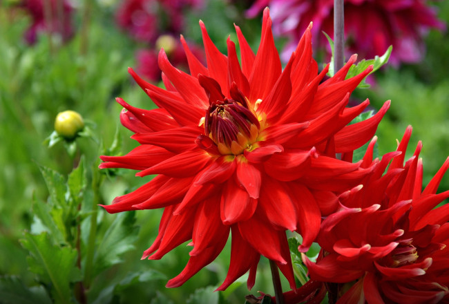 Обои картинки фото цветы, георгины, красный