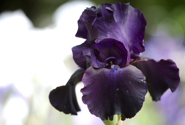 Обои картинки фото цветы, ирисы, лиловый