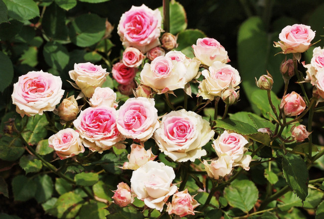 Обои картинки фото цветы, розы, куст