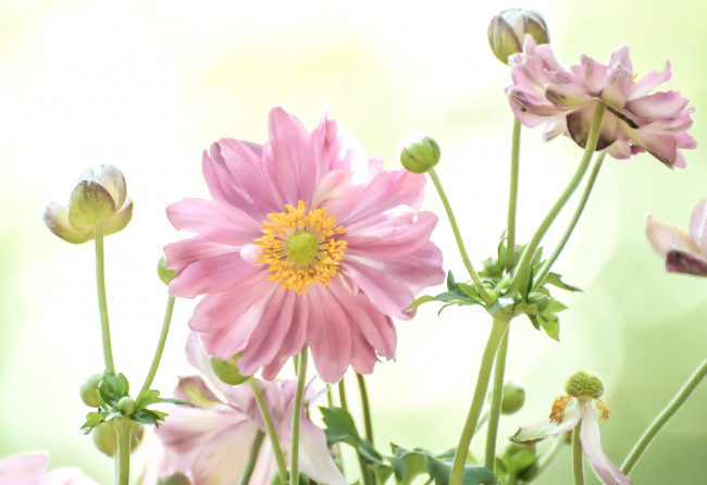 Обои картинки фото цветы, ветреницы, печёночницы, японская, ветреница