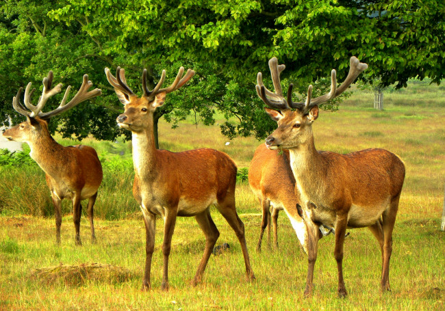 Обои картинки фото животные, олени, трава, поляна, лес