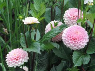 Картинка цветы георгины цветение георгин бутоны лепестки