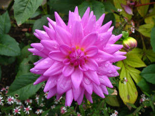 Картинка цветы георгины лепестки