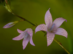 Картинка цветы колокольчики розовые фон роса капли