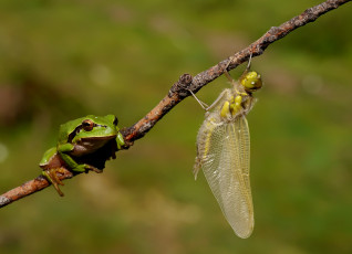 Картинка животные разные+вместе лягушка веточка разные насекомое
