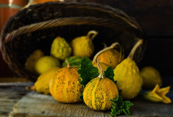Картинка еда тыква овощи натюрморт тыковки