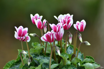 Картинка цветы цикламены лепестки цикламен цветок