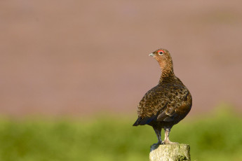 Картинка животные птицы птица взгляд фон