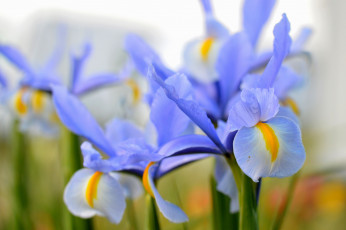 Картинка цветы ирисы цветение ярко лепестки ирис