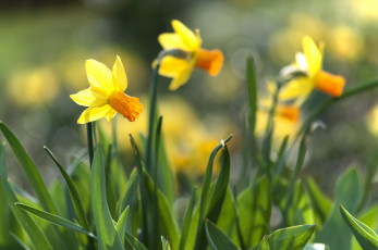 Картинка цветы нарциссы яркость весна цветение лепестки