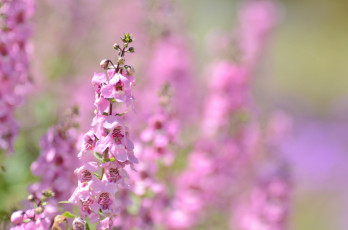 Картинка цветы цветение цветки ангелония розовые