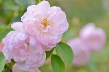 Картинка цветы розы лепестки нежность бутоны куст роза цветение