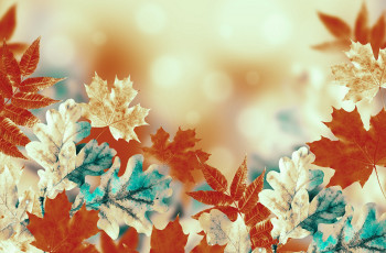 Картинка разное текстуры background осень фон листья autumn leaves