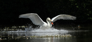 Картинка животные лебеди брызги крылья вода движение грация