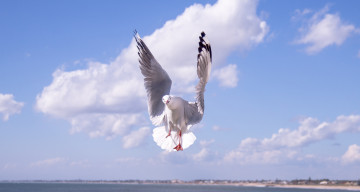 Картинка животные Чайки +бакланы +крачки птица полёт чайка облака небо