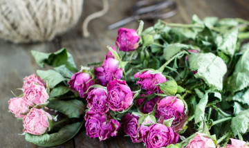 Картинка цветы розы bud rose цветение листья лепестки бутон роза blossoms leaves petals