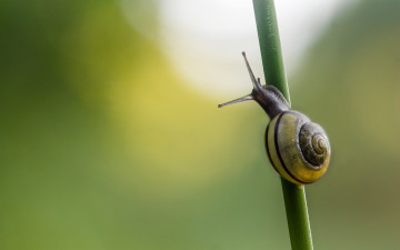 Картинка животные улитки улитка фон травинка